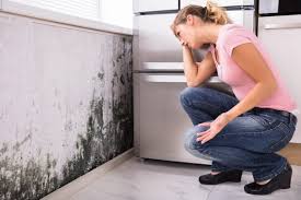 Why You Should Choose Our Mold Remediation Services in Kensington, CA